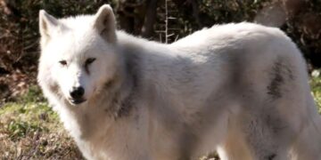 Λύκος στο δάσος (φωτ.: glomex)