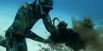 Η στιγμή που το χταπόδι αρχίζει την αντεπίθεση (πηγή: dailymail.co.uk)