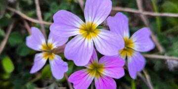 (Φωτ.: EUROKINISSI/Γιώργος Κονταρίνης)