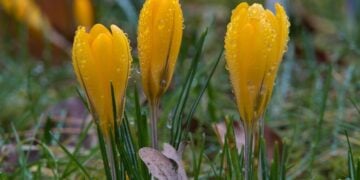 (Φωτ.: pixabay / anrita1705)