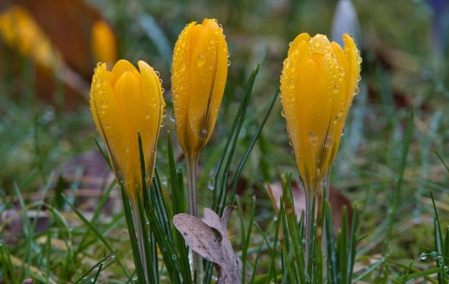 (Φωτ.: pixabay / anrita1705)