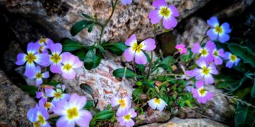 (Φωτ.: EUROKINISSI/Γιώργος Κονταρίνης)