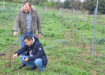 Η εφαρμογή της τεχνολογίας στο αμπέλι (φωτ.: ΑΠΕ-ΜΠΕ)