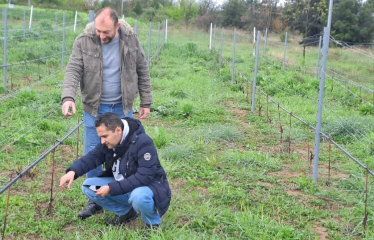 Η εφαρμογή της τεχνολογίας στο αμπέλι (φωτ.: ΑΠΕ-ΜΠΕ)