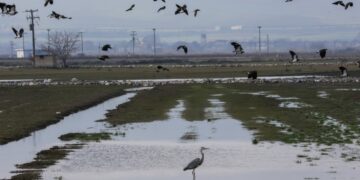 Λευκοτσικνιάς στην λίμνη Κάρλα (φωτ.: EUROKINISSI)