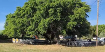 Έτοιμο το σκηνικό για το υπαίθριο γλέντι της Πρωτομαγιάς στη Νέα Γωνιά Χαλκιδικής (φωτ.: Πολιτιστικός και Μορφωτικός Σύλλογος Νέας Γωνιάς)