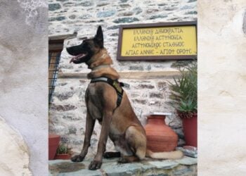 Ο Όσκαρ είναι ο πιο διάσημος σκύλος περιπολίας της ΕΛΑΣ (φωτ.: Ελληνική Αστυνομία/Δημήτρης Καλαθάς)