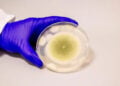 Δείγμα του μύκητα Aspergillus flavus, στο εργαστήριο (φωτ.: Bella Ciervo)