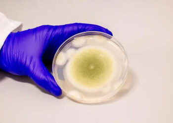 Δείγμα του μύκητα Aspergillus flavus, στο εργαστήριο (φωτ.: Bella Ciervo)
