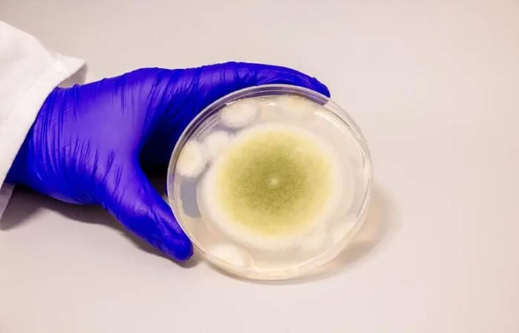 Δείγμα του μύκητα Aspergillus flavus, στο εργαστήριο (φωτ.: Bella Ciervo)