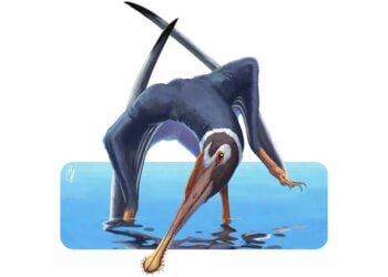 (Καλλιτεχνική απεικόνιση του νέου είδους πτερόσαυρου: Alessio Ciaffi)