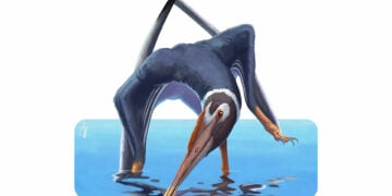 (Καλλιτεχνική απεικόνιση του νέου είδους πτερόσαυρου: Alessio Ciaffi)