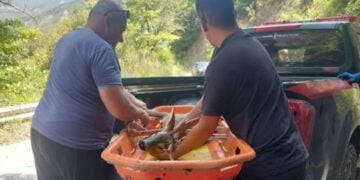 Το ζαρκάδι μεταφέρθηκε με ασφάλεια στο Δασαρχείο (φωτ.: epiruspost.gr)