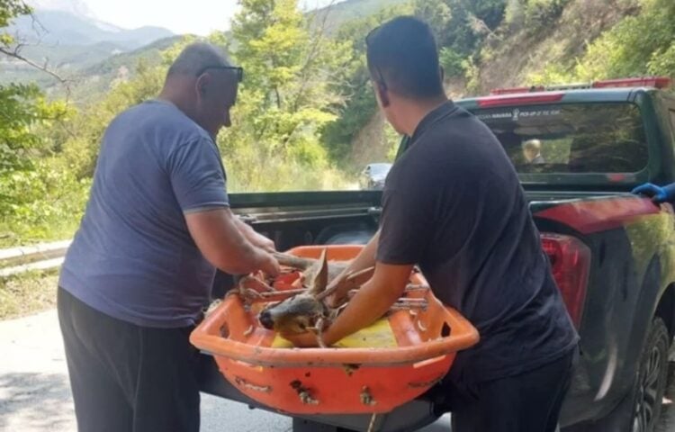 Το ζαρκάδι μεταφέρθηκε με ασφάλεια στο Δασαρχείο (φωτ.: epiruspost.gr)