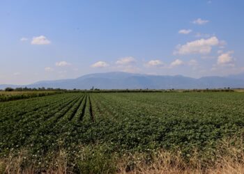 Γεωργικές καλλιέργειες (Φωτ.: Eurokinissi/Γιάννης Παναγόπουλος)