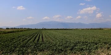 Γεωργικές καλλιέργειες (Φωτ.: Eurokinissi/Γιάννης Παναγόπουλος)