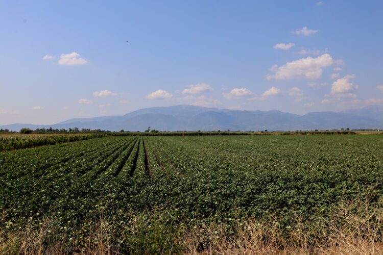 Γεωργικές καλλιέργειες (Φωτ.: Eurokinissi/Γιάννης Παναγόπουλος)