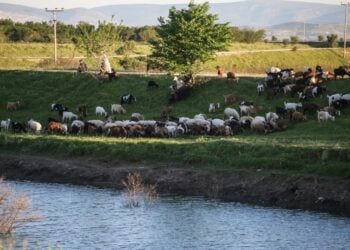 Κτηνοτρόφος βόσκει το κοπάδι του στον θεσσαλικό κάμπο (φωτ. αρχείου: EUROKINISSI)
