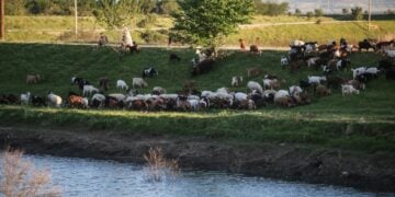 Κτηνοτρόφος βόσκει το κοπάδι του στον θεσσαλικό κάμπο (φωτ. αρχείου: EUROKINISSI)