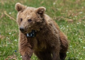 Η Μάρθα χαρούμενη στο φυσικό της περιβάλλον (φωτ.: Αρκτούρος)