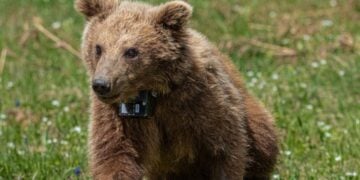 Η Μάρθα χαρούμενη στο φυσικό της περιβάλλον (φωτ.: Αρκτούρος)