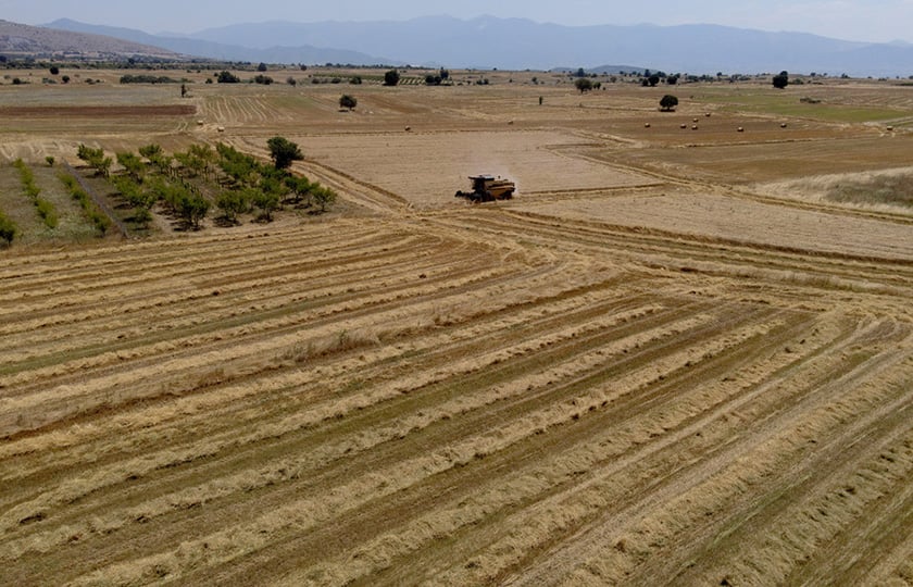Σιταροχώραφα στην περιοχή Κρόκος Κοζάνης (φωτ.: ΑΠΕ-ΜΠΕ / Δημήτρης Στραβού)