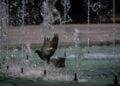 Περιστέρι αναζητά λίγη δροσιά στο σιντριβάνι (φωτ.: EUROKINISSI/Τατιάνα Μπόλαρη)