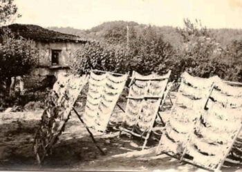 Η λεζάντα είναι του Κοσμά Τσίναλη: Φωτογραφία από την αυλή του Γουρπάσου στη γειτονιά μας. Πίσω διακρίνεται το τούρκικο σπίτι από το οποίο θυμάμαι τις ξύλινες κατασκευές σαν κρεβάτια και πάνω τους στρωμένα τα κλαδιά από τα τούτε, από τις μουριές δηλαδή και τους μεταξοσκώληκες να τρώνε τα φύλλα
