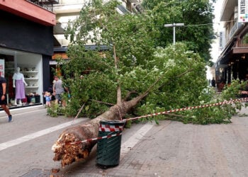 Δέντρο έπεσε σε κεντρικό πεζόδρομο της Κοζάνης από τους ισχυρούς ανέμους που έπληξαν την περιοχή το Σάββατο 30 Αυγούστου 2025 (φωτ.: ΑΠΕ-ΜΠΕ / Δημήτρης Στραβού)