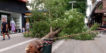 Δέντρο έπεσε σε κεντρικό πεζόδρομο της Κοζάνης από τους ισχυρούς ανέμους που έπληξαν την περιοχή το Σάββατο 30 Αυγούστου 2025 (φωτ.: ΑΠΕ-ΜΠΕ / Δημήτρης Στραβού)