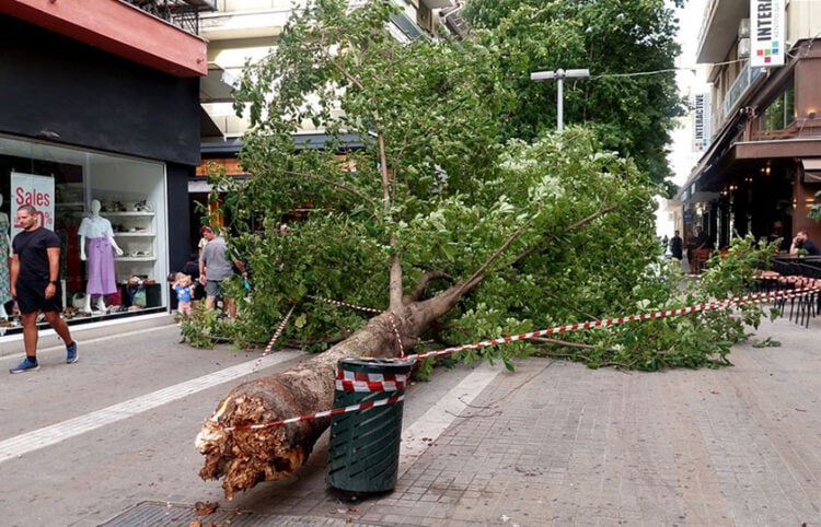 Δέντρο έπεσε σε κεντρικό πεζόδρομο της Κοζάνης από τους ισχυρούς ανέμους που έπληξαν την περιοχή το Σάββατο 30 Αυγούστου 2025 (φωτ.: ΑΠΕ-ΜΠΕ / Δημήτρης Στραβού)