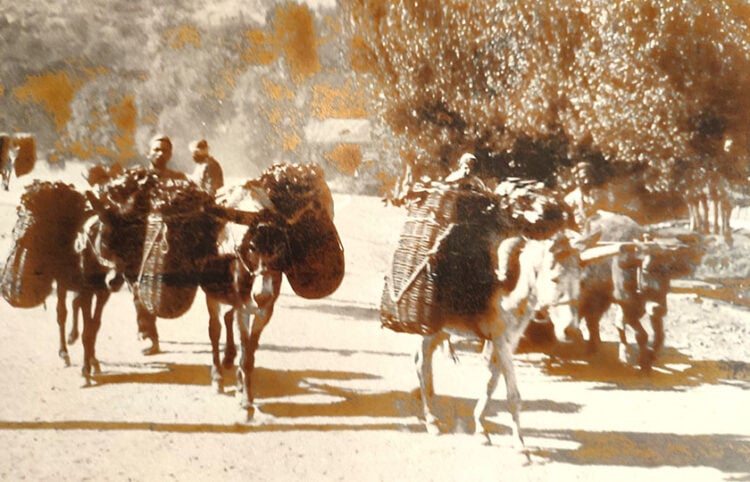 Στις καλαμένιες καλαθούνες οι σοδειές (φωτ.: Επιτροπή Ποντιακών Μελετών)