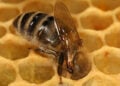 (Φωτ.: Richard Bartz / commons.wikimedia.org)