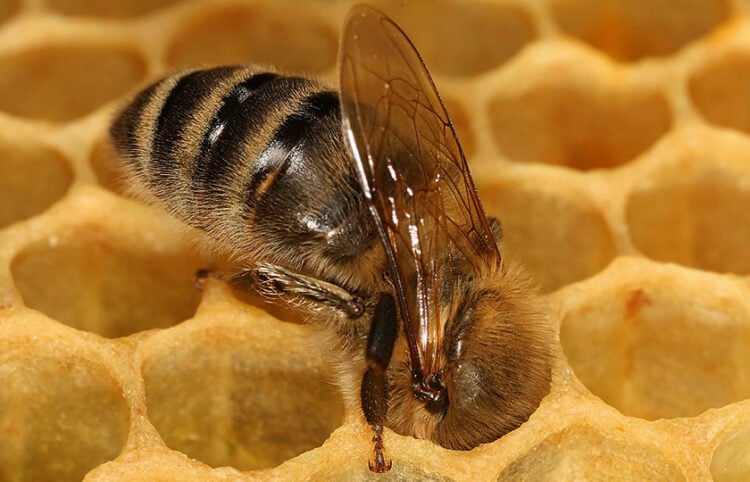 (Φωτ.: Richard Bartz / commons.wikimedia.org)