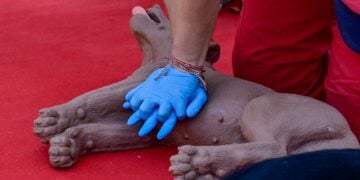 Επίδειξη πρώτων βοηθειών σε ομοίωμα σκύλου (φωτ.: EUROKINISSI/Μιχάλης Καραγιάννης)