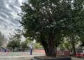 Η υπεραιωνόβια μουριά που βρίσκεται στην αυλή των Δημόσιων Ωνάσειων Σχολείων στην Ξηροκρήνη Θεσσαλονίκης (φωτ.: ΑΠΕ-ΜΠΕ)