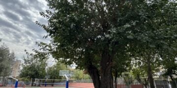 Η υπεραιωνόβια μουριά που βρίσκεται στην αυλή των Δημόσιων Ωνάσειων Σχολείων στην Ξηροκρήνη Θεσσαλονίκης (φωτ.: ΑΠΕ-ΜΠΕ)
