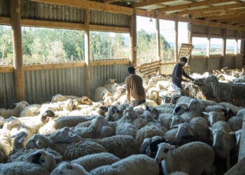 Κτηνοτροφική μονάδα (φωτ.: ΑΠΕ-ΜΠΕ / Νίκος Αρβανιτίδης)