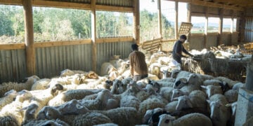Κτηνοτροφική μονάδα (φωτ.: ΑΠΕ-ΜΠΕ / Νίκος Αρβανιτίδης)