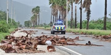 Περιπολικό περνά από δρόμο γεμάτο κλαδιά και φύλλα στο Κίνγκστον της Τζαμάικα, μετά το πέρασμα του κυκλώνα Melissa (φωτ.: EPA/Rudolph Brown)