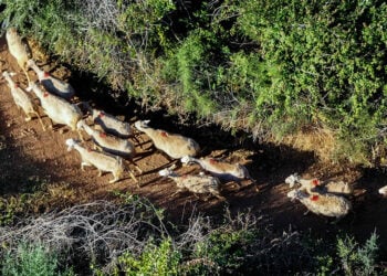 Κοπάδι προβάτων στην ορεινή Ηλεία (φωτ.: EUROKINISSI /  Αντώνης Νικολόπουλος)