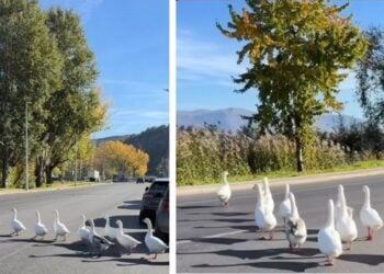Καμαρωτές-καμαρωτές οι χήνες περπατούν σε δρόμο της Καστοριάς (πηγή: facebook.com/Alpha947/reels/)