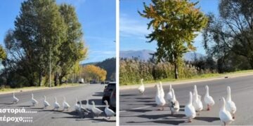 Καμαρωτές-καμαρωτές οι χήνες περπατούν σε δρόμο της Καστοριάς (πηγή: facebook.com/Alpha947/reels/)
