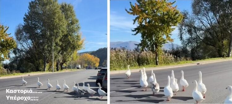 Καμαρωτές-καμαρωτές οι χήνες περπατούν σε δρόμο της Καστοριάς (πηγή: facebook.com/Alpha947/reels/)