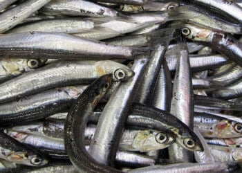 (Φωτ.: Thomas Oboe Lee / commons.wikimedia.org)