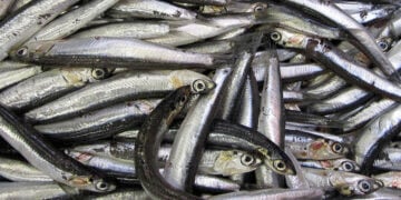 (Φωτ.: Thomas Oboe Lee / commons.wikimedia.org)