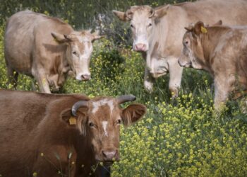 (Φωτ. αρχείου: EUROKINISSI/Αντώνης Νικολόπουλος)