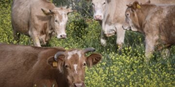 (Φωτ. αρχείου: EUROKINISSI/Αντώνης Νικολόπουλος)