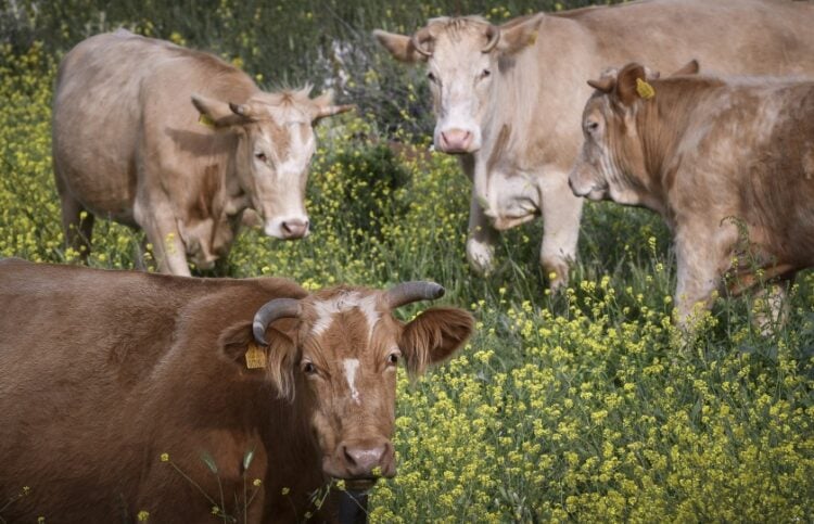 (Φωτ. αρχείου: EUROKINISSI/Αντώνης Νικολόπουλος)