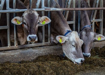 (Φωτ. αρχείου: ThG / Pixabay)